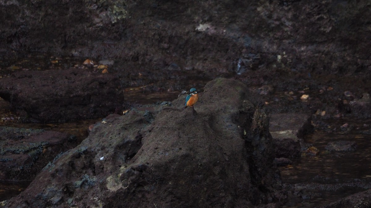 Common Kingfisher - ML645729606