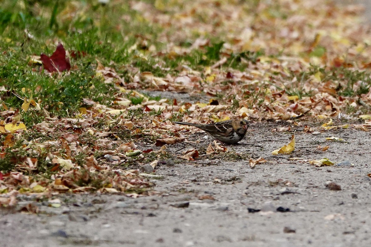 Harris's Sparrow - ML645729607