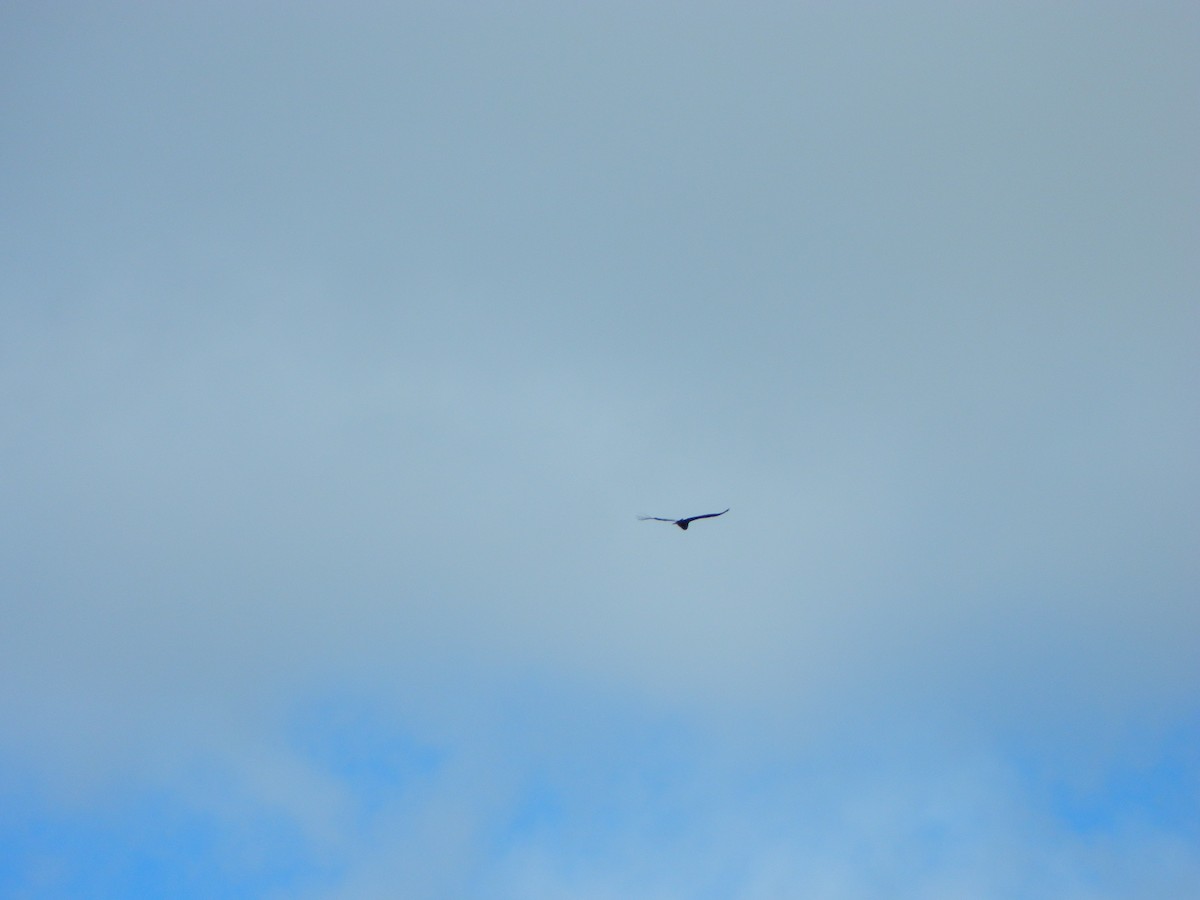 Andean Condor - ML645729608