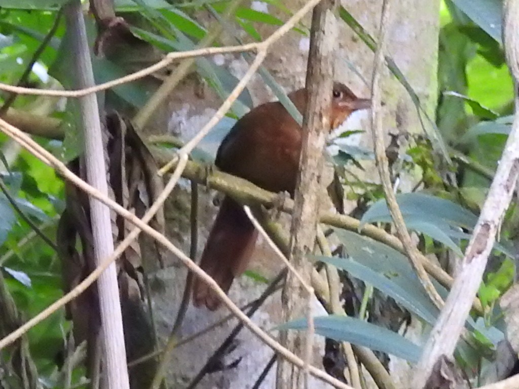 Santa Marta Foliage-gleaner - ML645729609