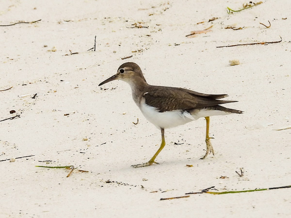 Spotted Sandpiper - ML645729610