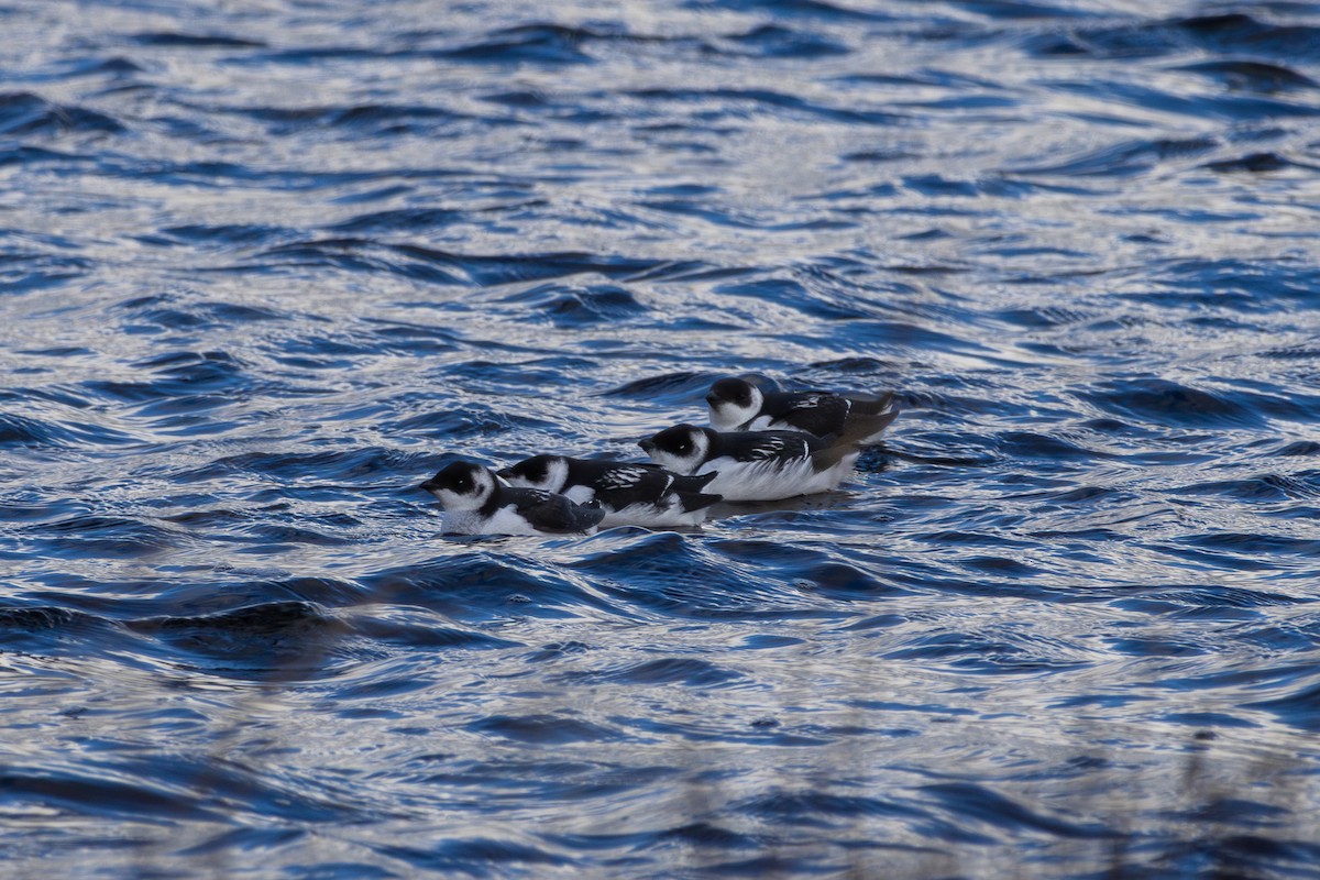 Dovekie - ML645729612