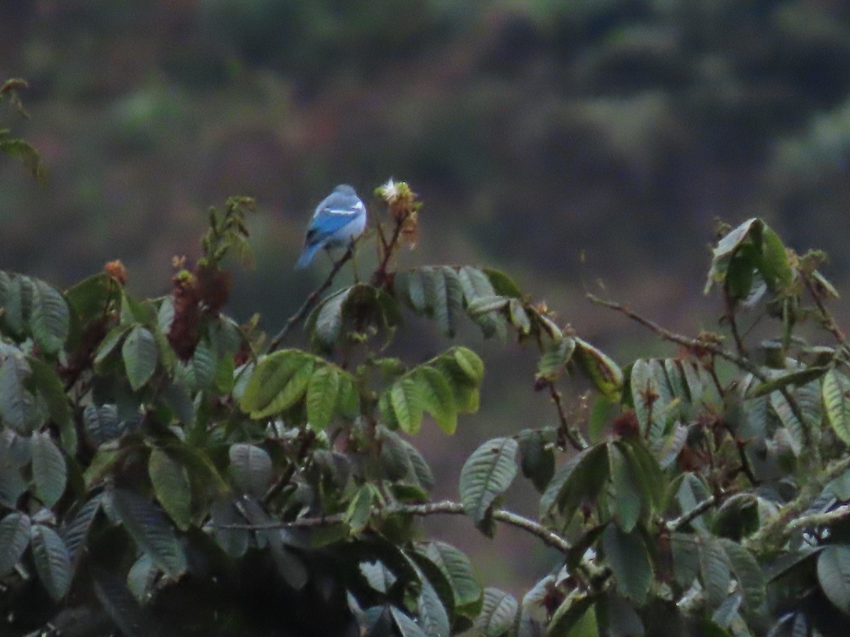Blue-gray Tanager (White-edged) - ML645729613