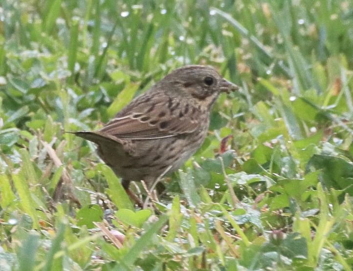 Lincoln's Sparrow - ML645729614