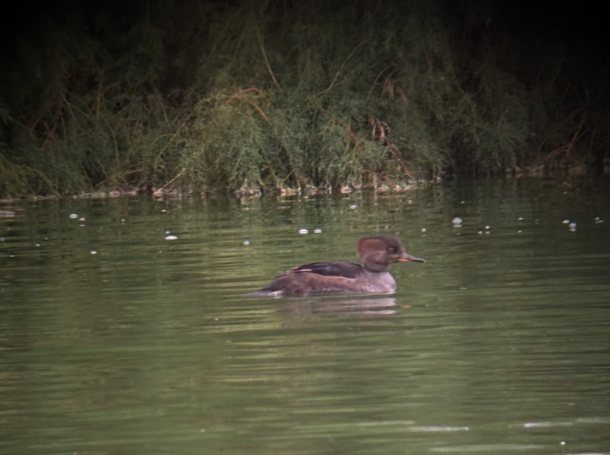 Hooded Merganser - ML645729616