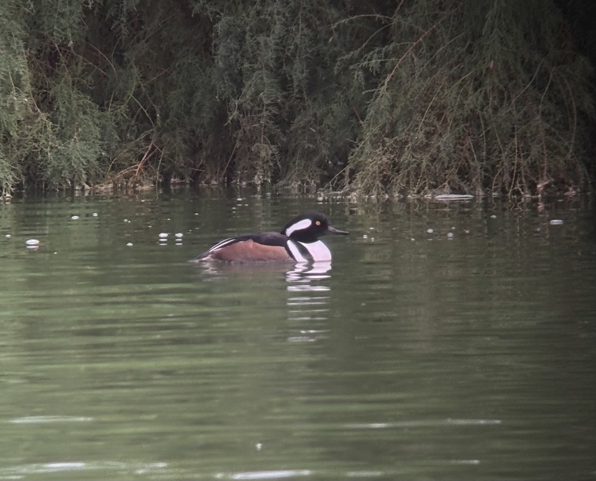 Hooded Merganser - ML645729617