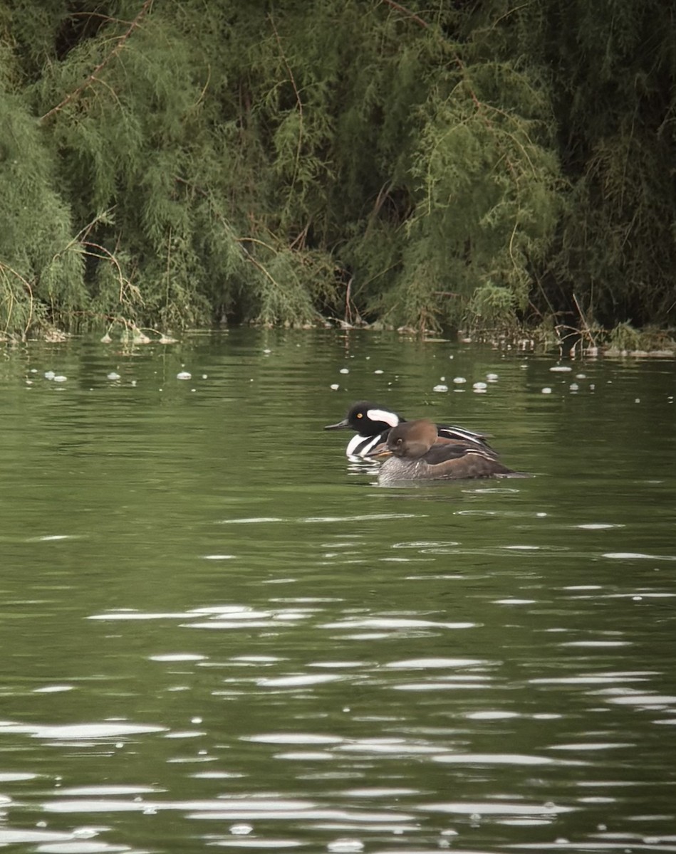 Hooded Merganser - ML645729618