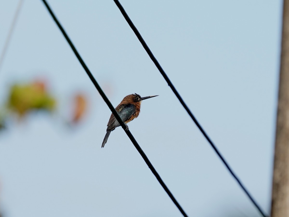 Brown Jacamar - ML645729619