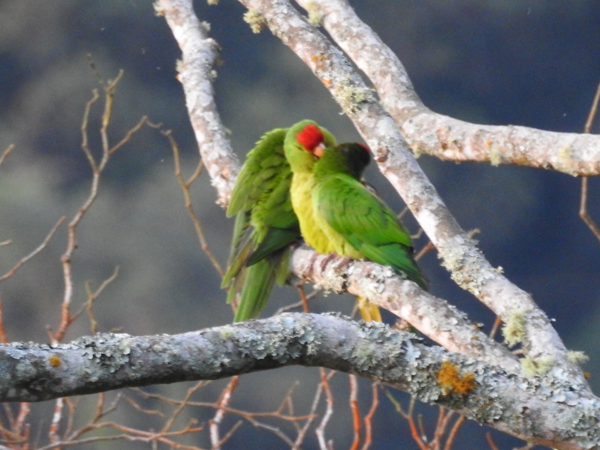 Scarlet-fronted Parakeet - ML645729621