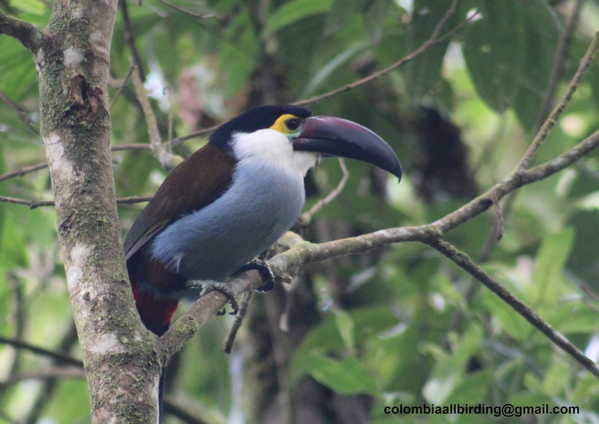 Андигена білощока - ML645729625