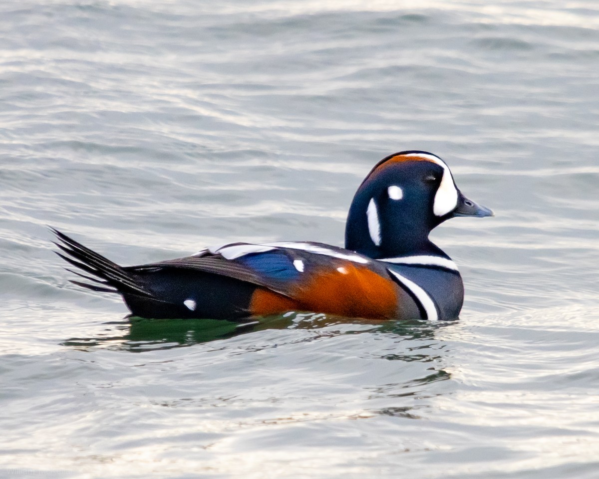 Harlequin Duck - ML645729638