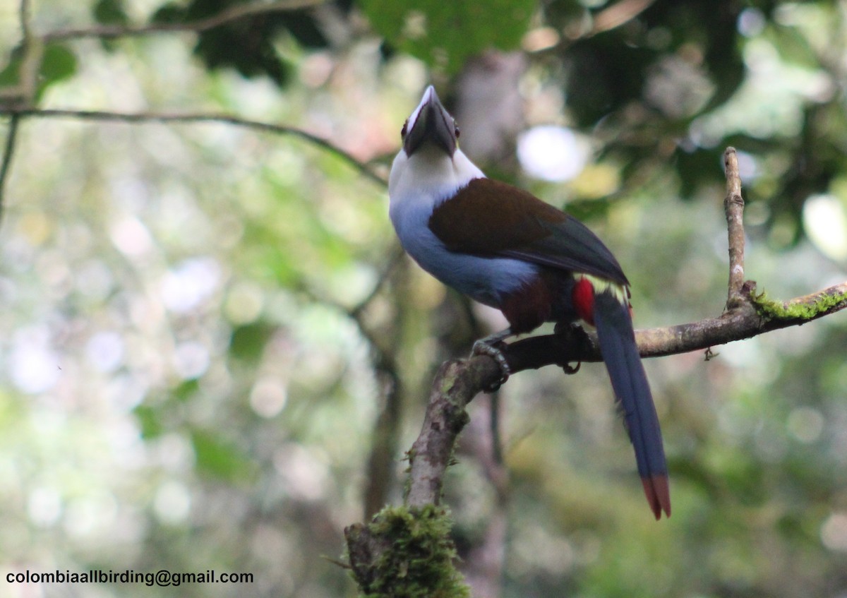 Андигена білощока - ML645729640