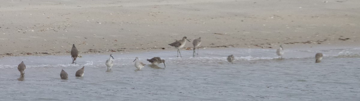 Willet - ML645729657