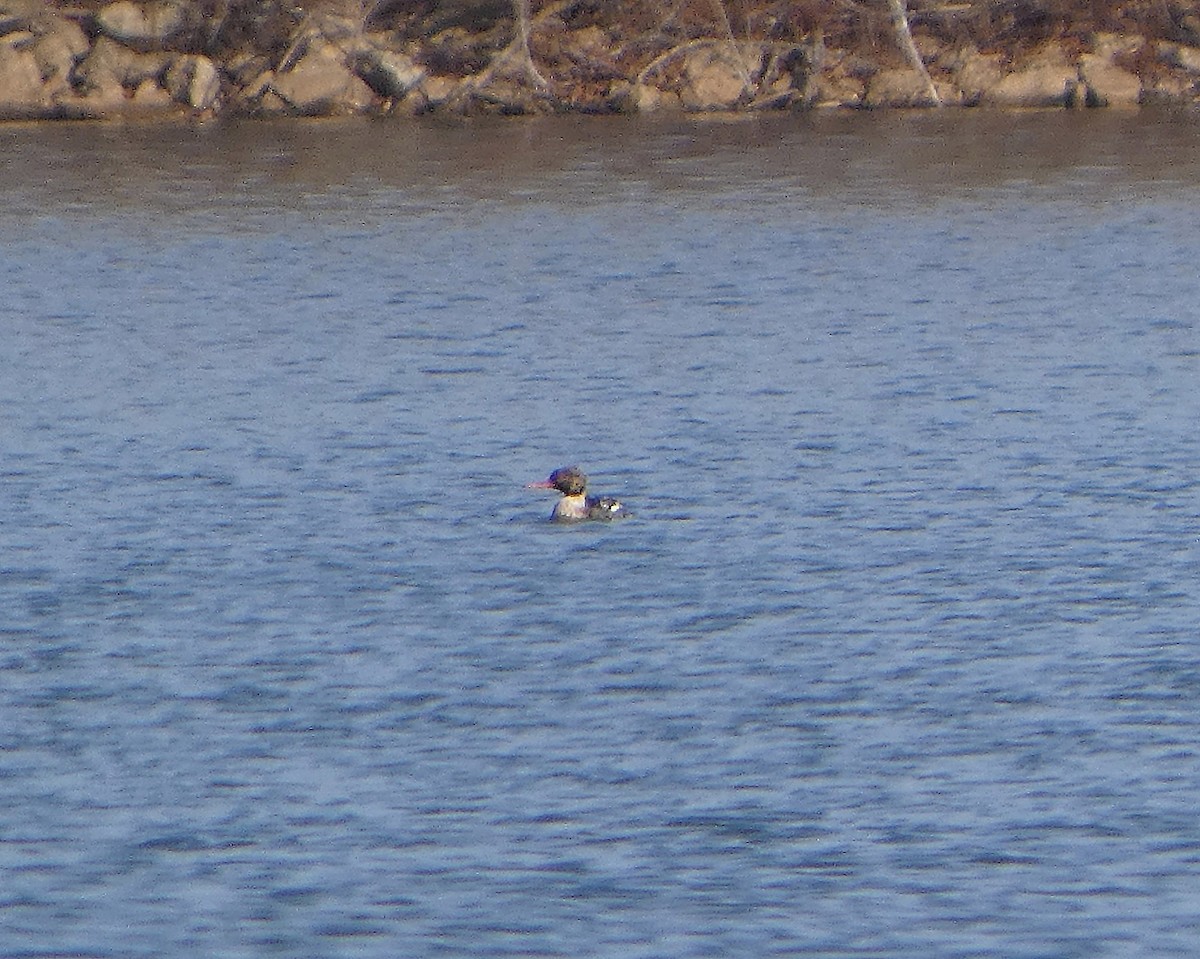 Red-breasted Merganser - ML645729665