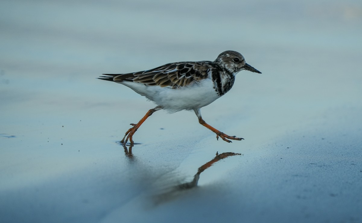 翻石鷸 - ML645729666