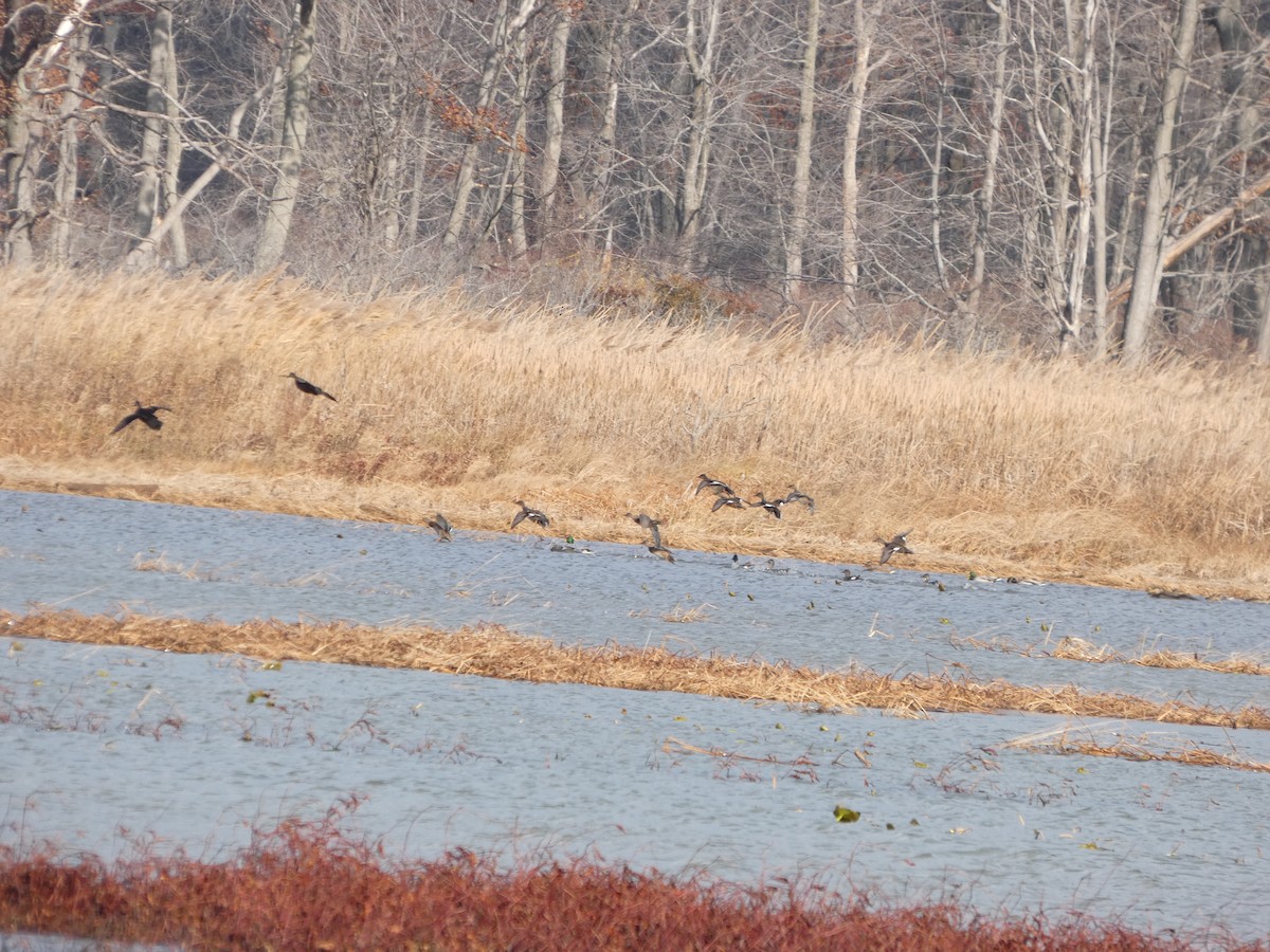 赤膀鴨 - ML645729669