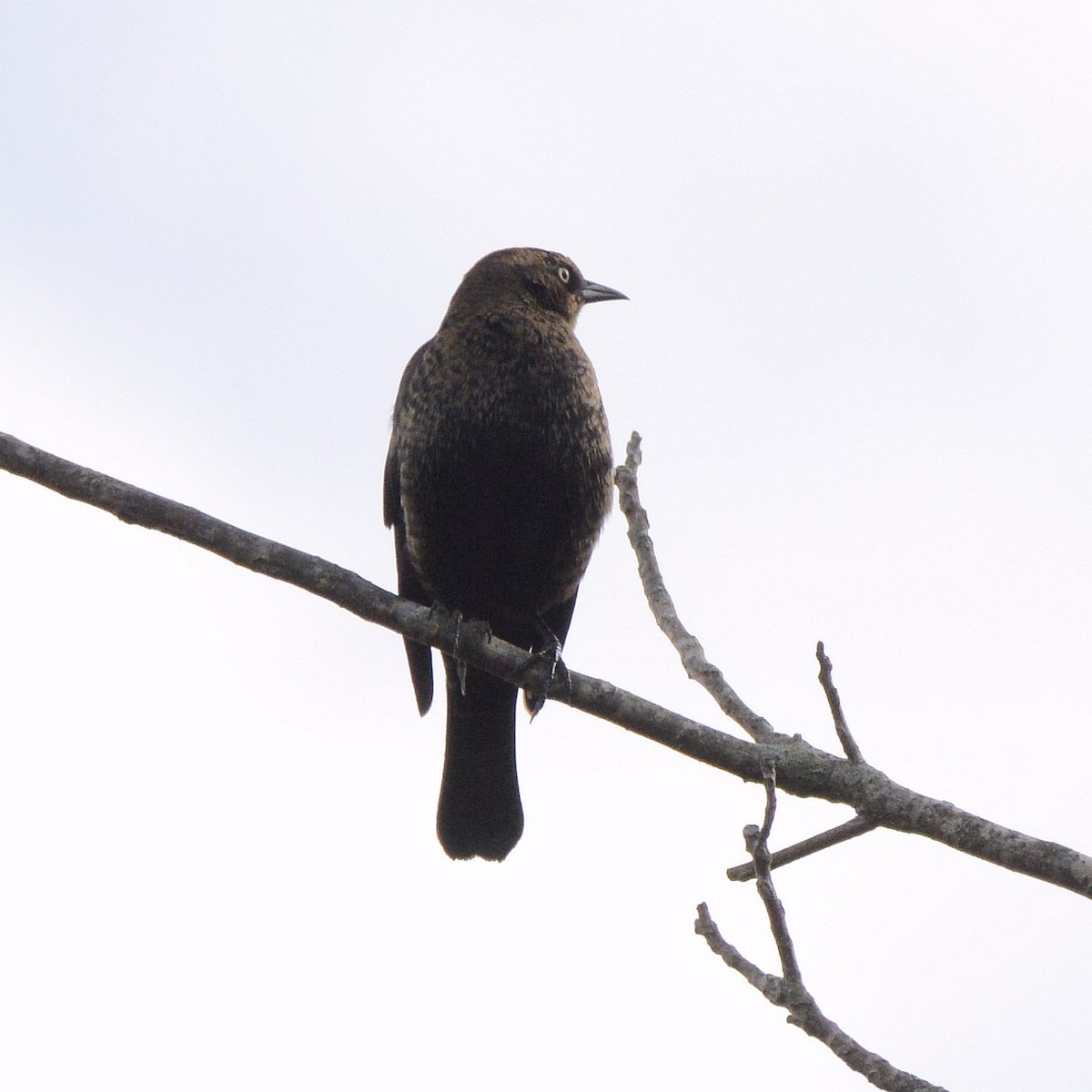 Rusty Blackbird - ML645729671