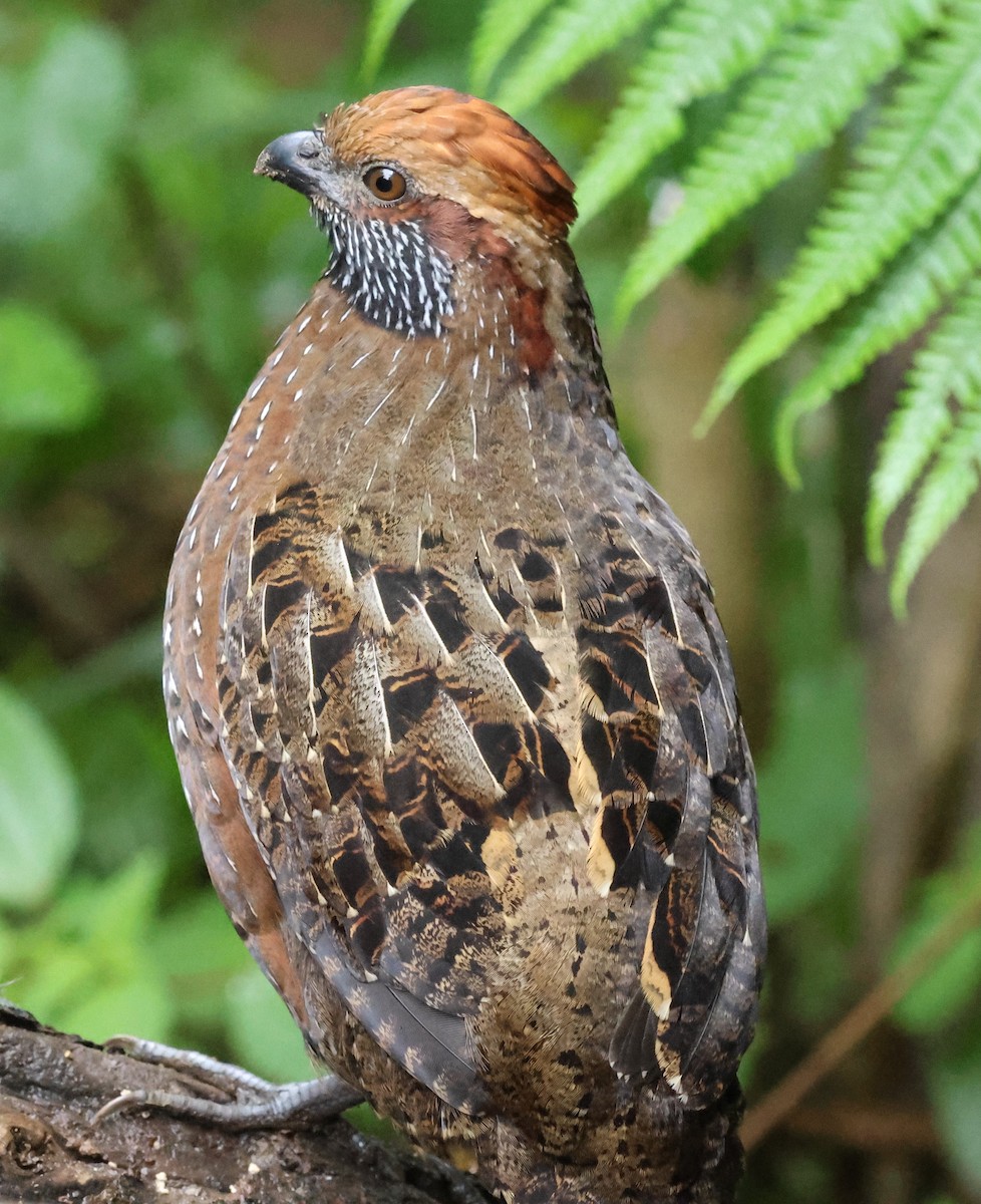 křepel skvrnitý - ML645729712