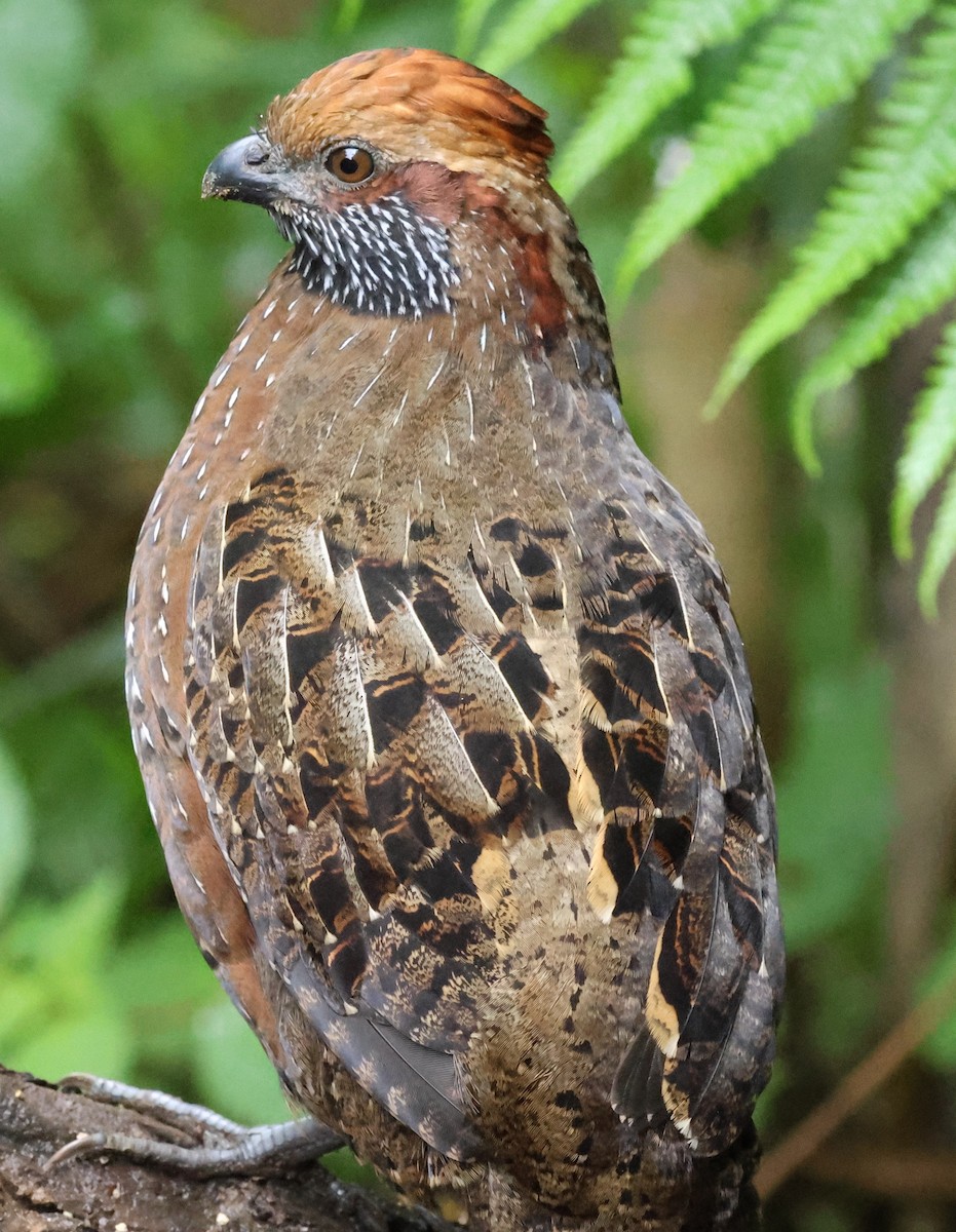 křepel skvrnitý - ML645729713