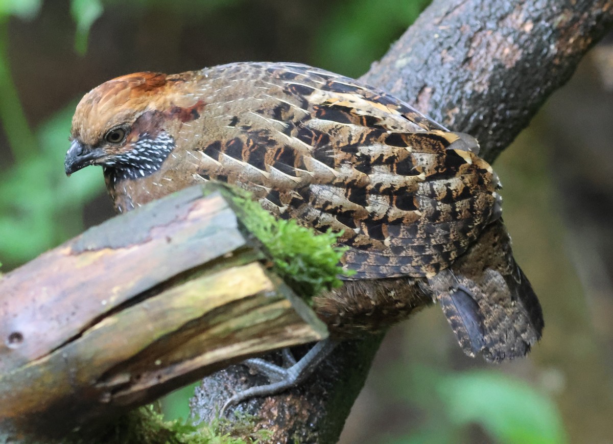 křepel skvrnitý - ML645729714