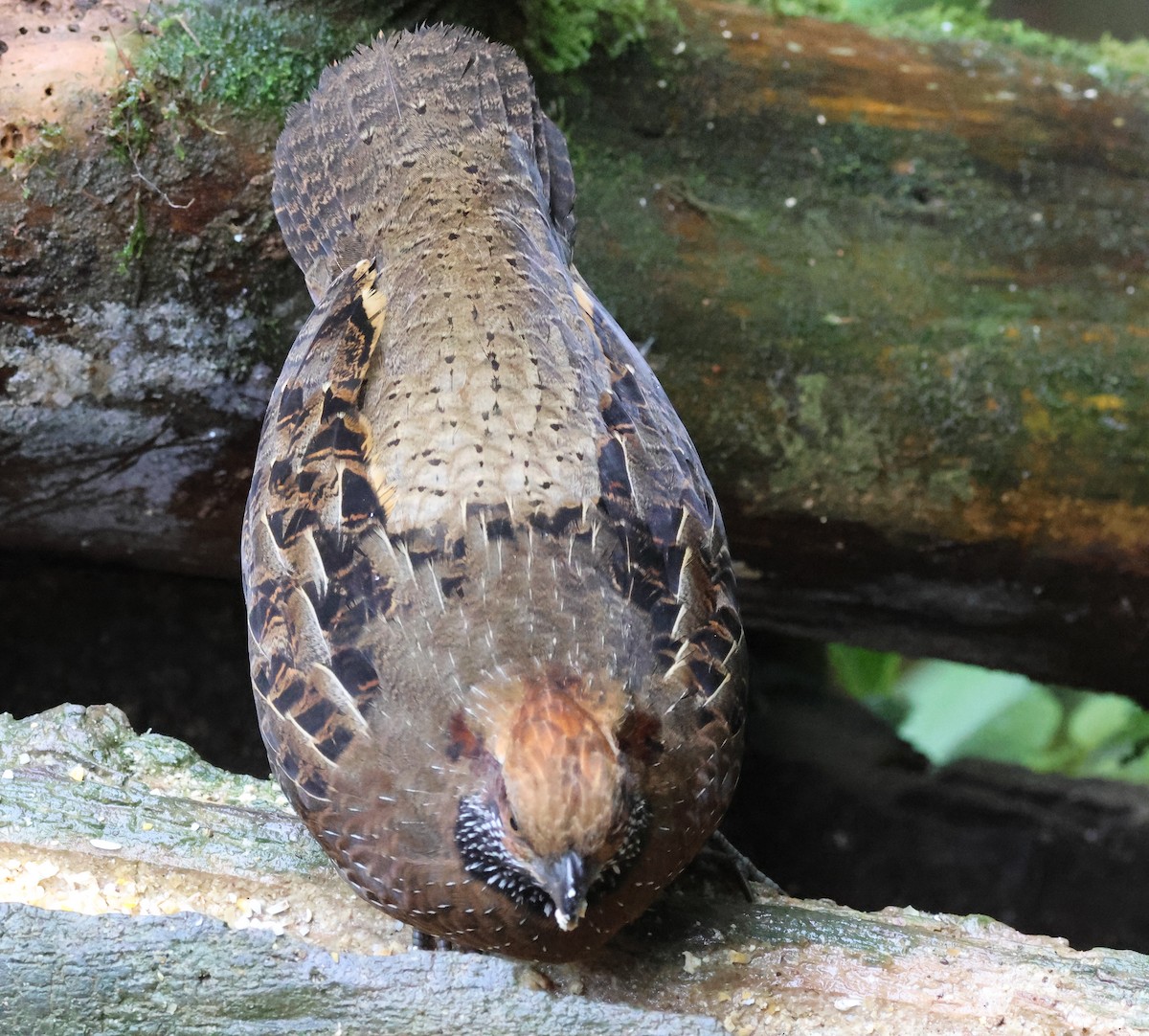 křepel skvrnitý - ML645729715