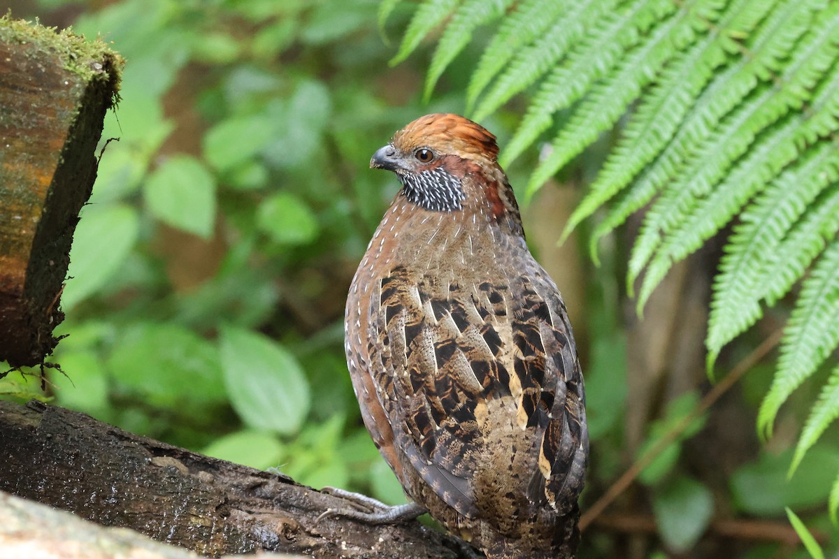 křepel skvrnitý - ML645729716