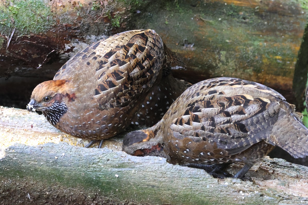 křepel skvrnitý - ML645729717