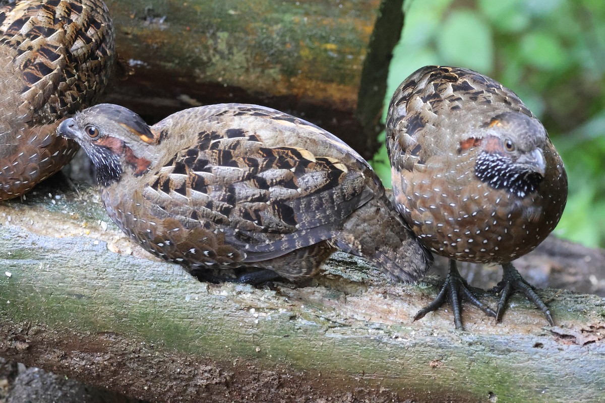 křepel skvrnitý - ML645729718