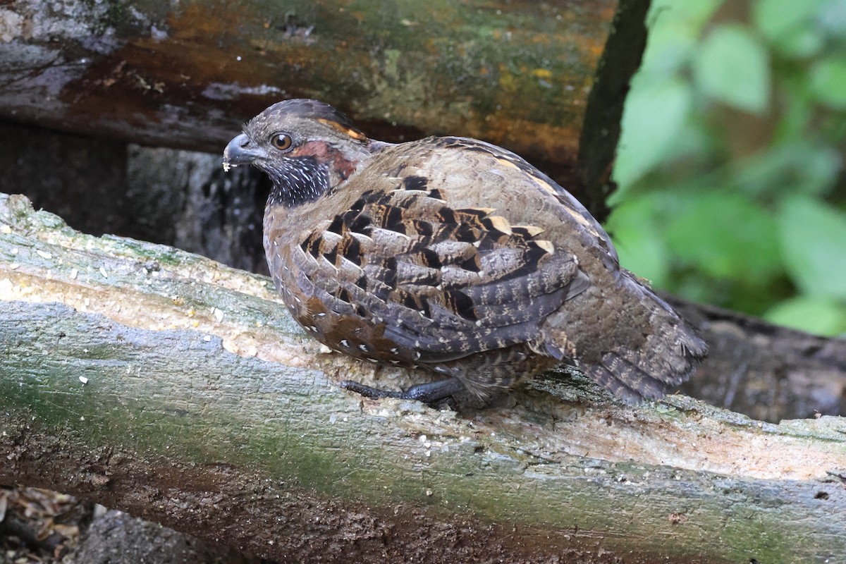 křepel skvrnitý - ML645729719