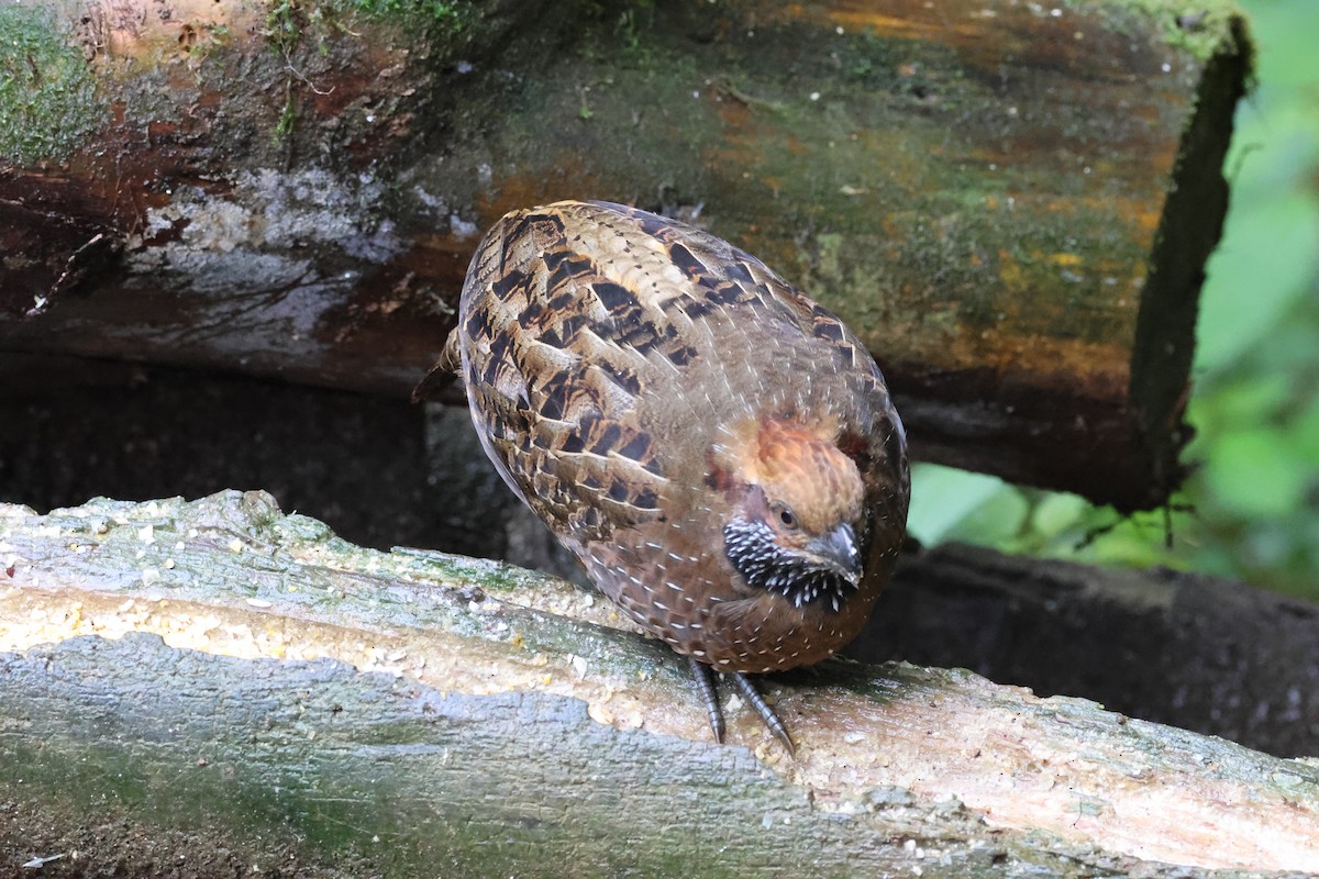 křepel skvrnitý - ML645729720