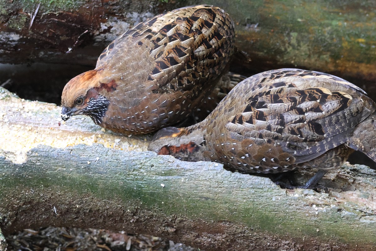 křepel skvrnitý - ML645729721