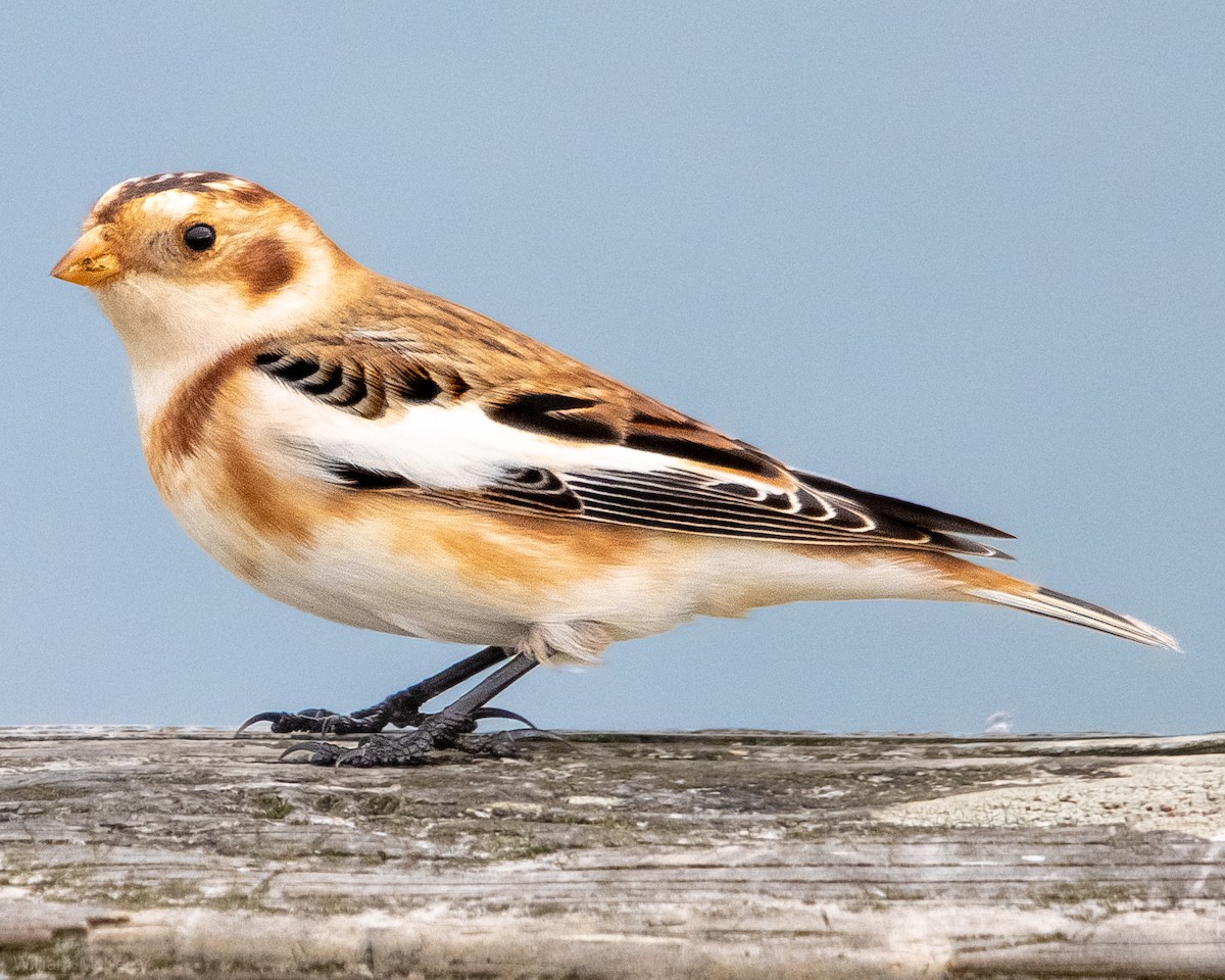 Snow Bunting - ML645729728