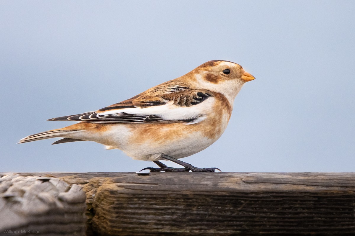 Snow Bunting - ML645729729