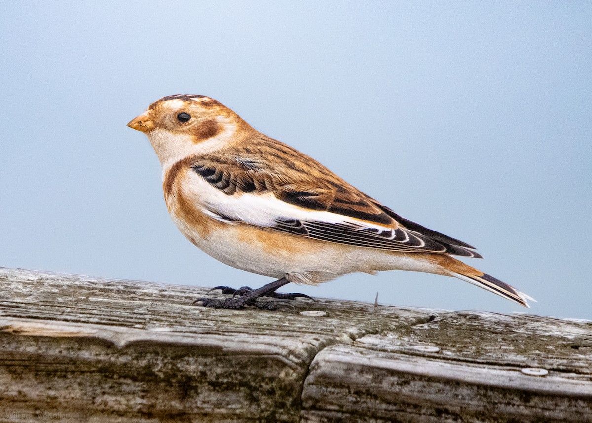 Snow Bunting - ML645729730