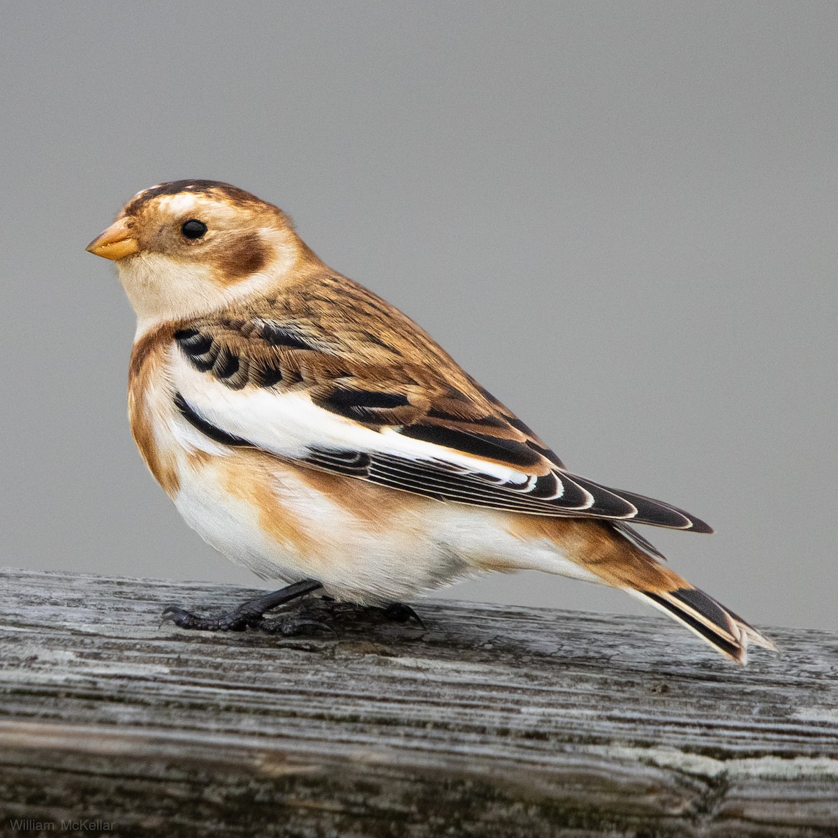 Snow Bunting - ML645729731