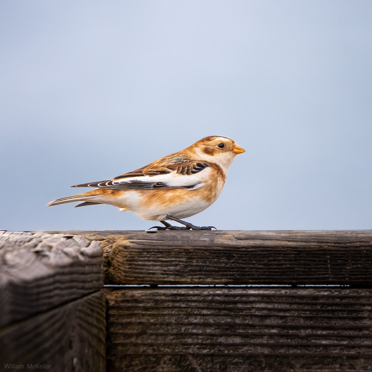 Snow Bunting - ML645729732