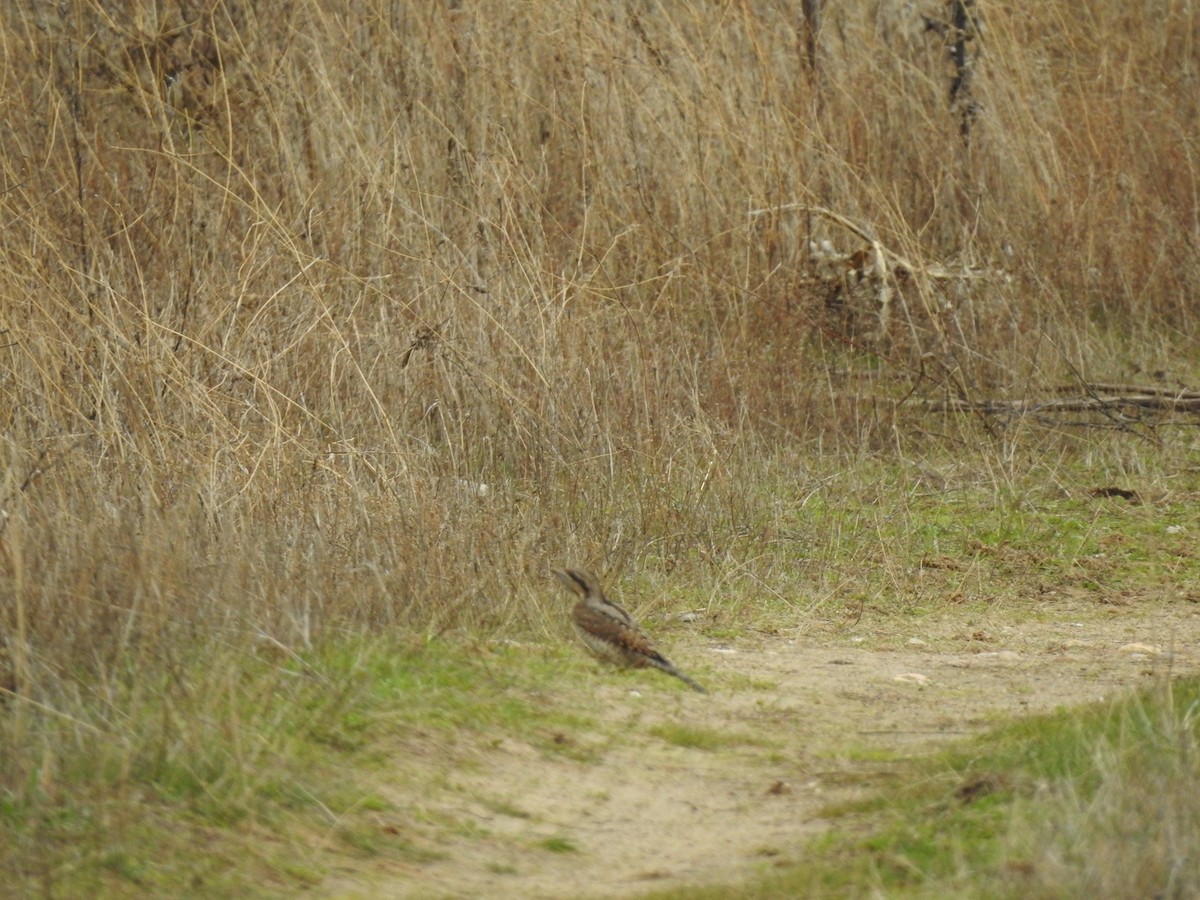 Холтсон гоётуул - ML645729733
