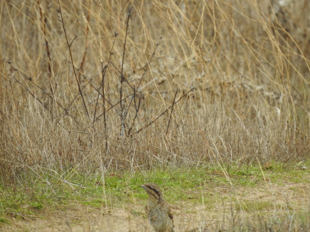 Холтсон гоётуул - ML645729734