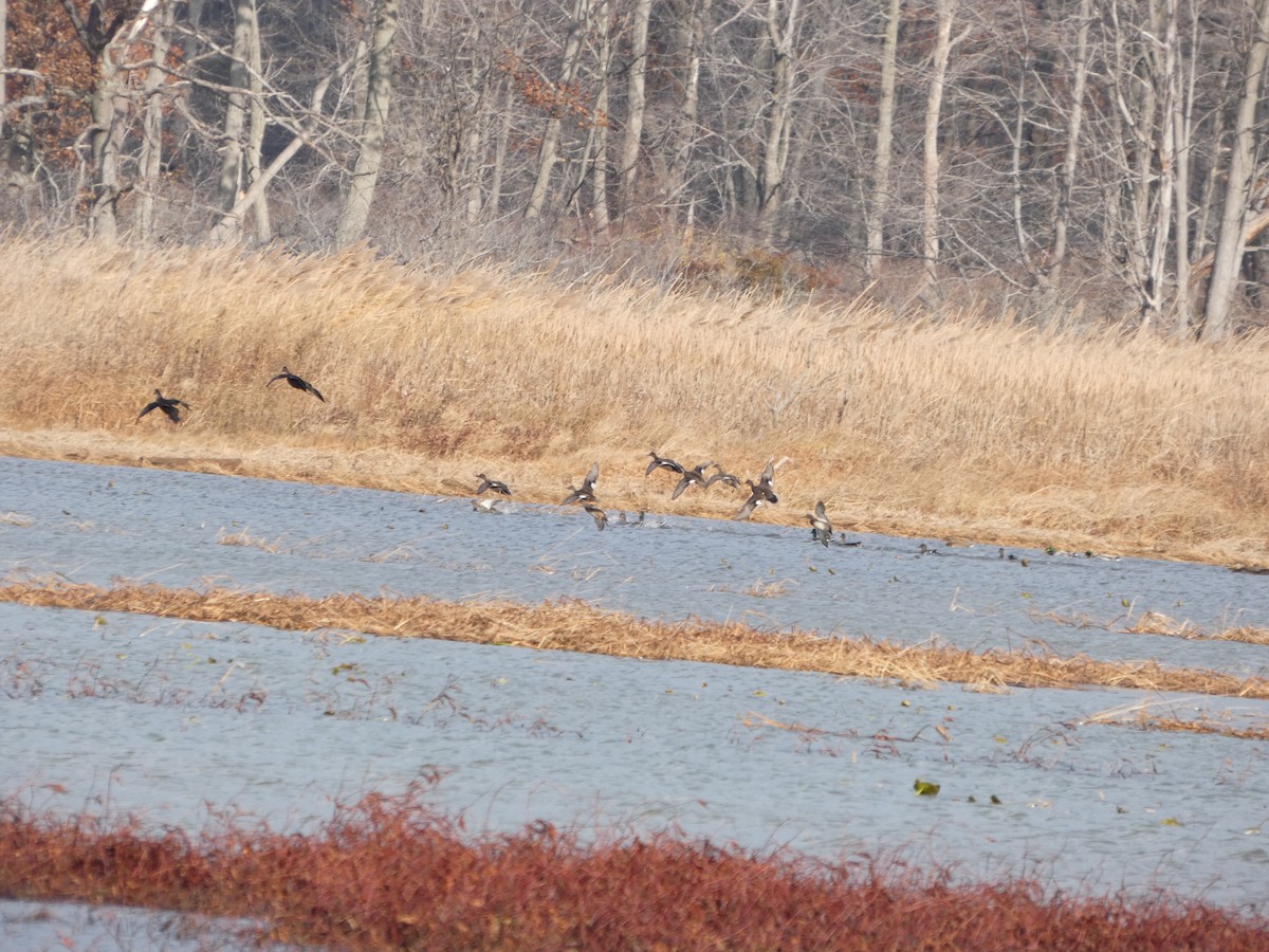 赤膀鴨 - ML645729743