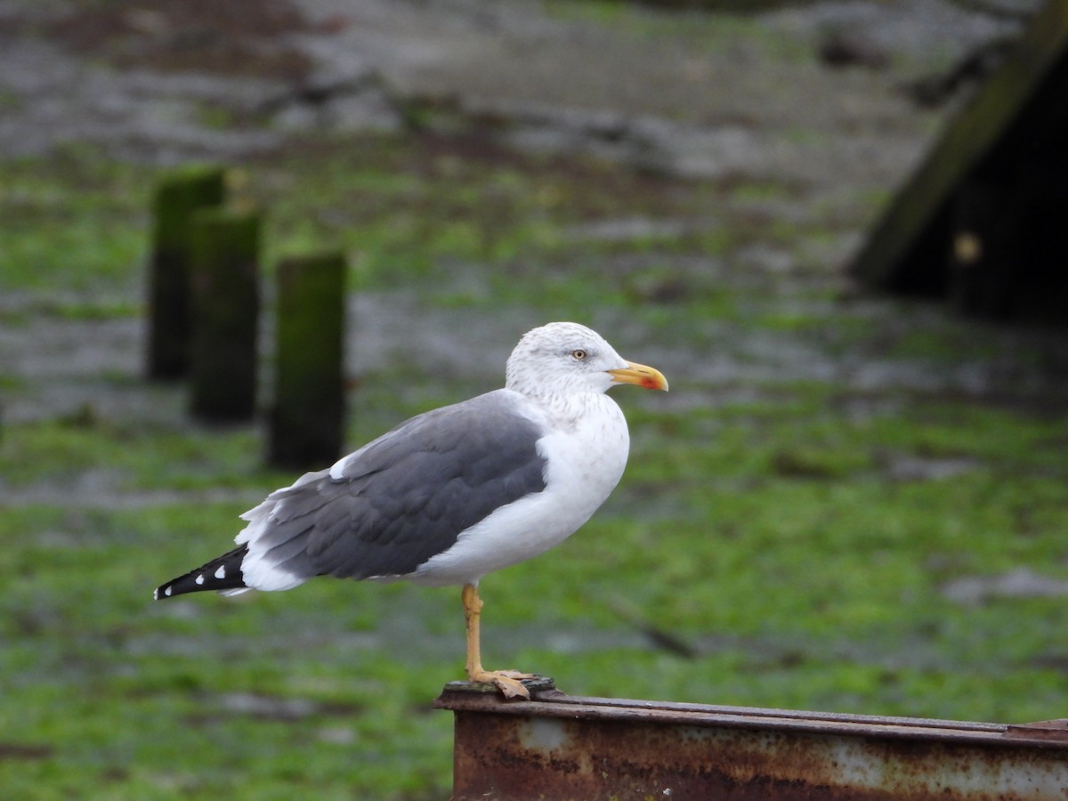 Zafferano - ML645729745