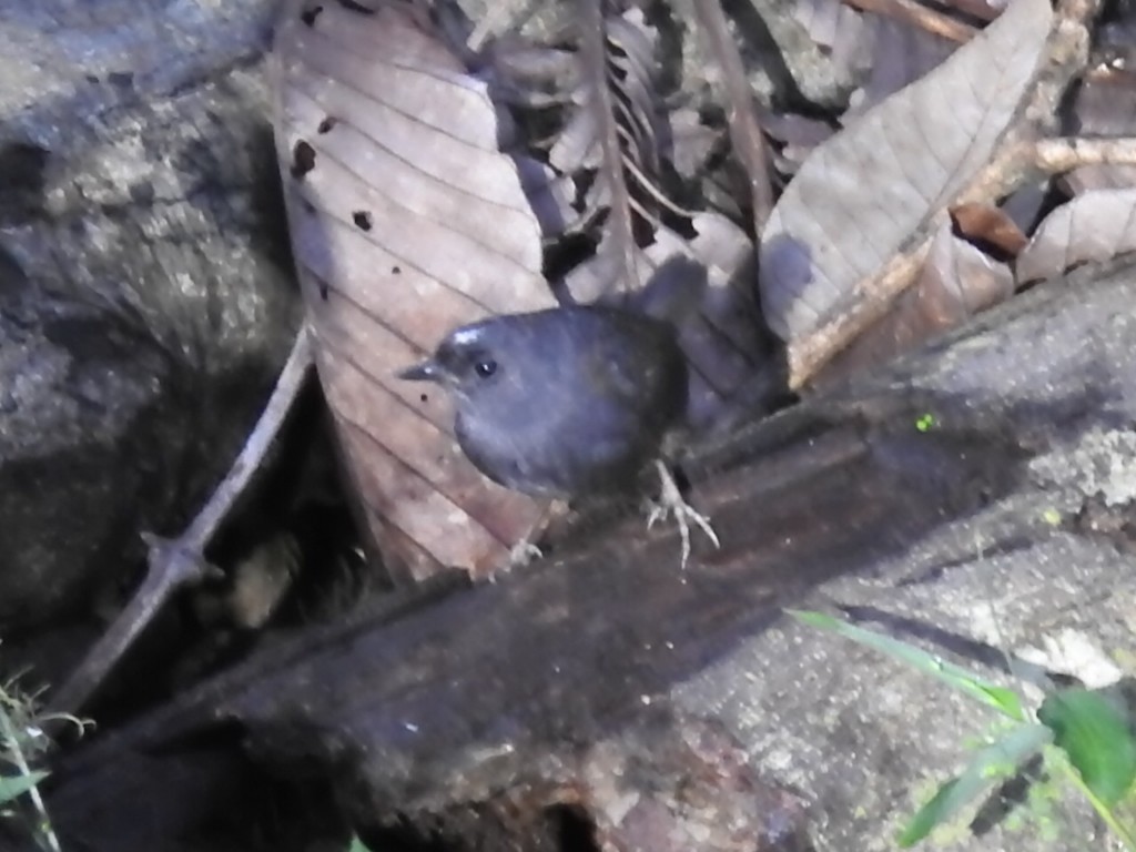 Santa-Marta-Tapaculo - ML645729770