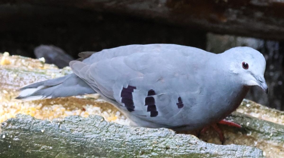 Mondetourtäubchen - ML645729777