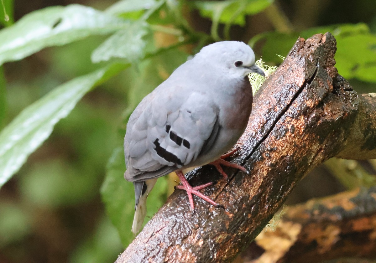 Mondetourtäubchen - ML645729780