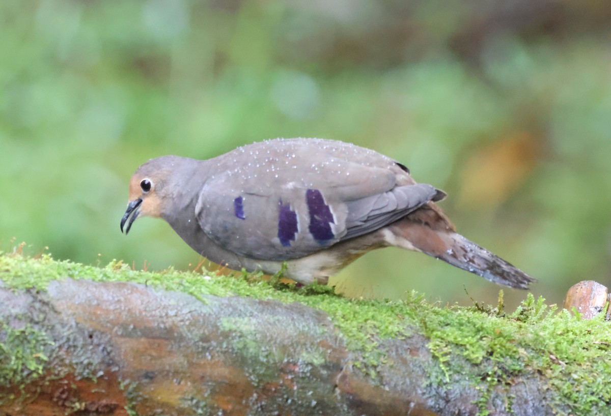 Mondetourtäubchen - ML645729781