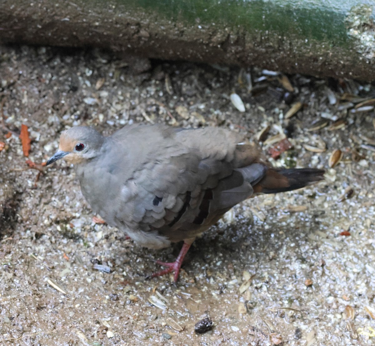 Mondetourtäubchen - ML645729783