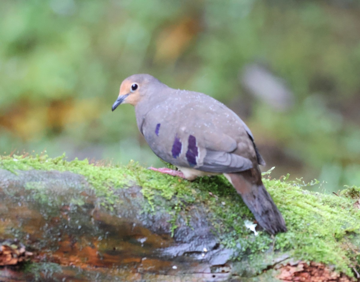 Mondetourtäubchen - ML645729784