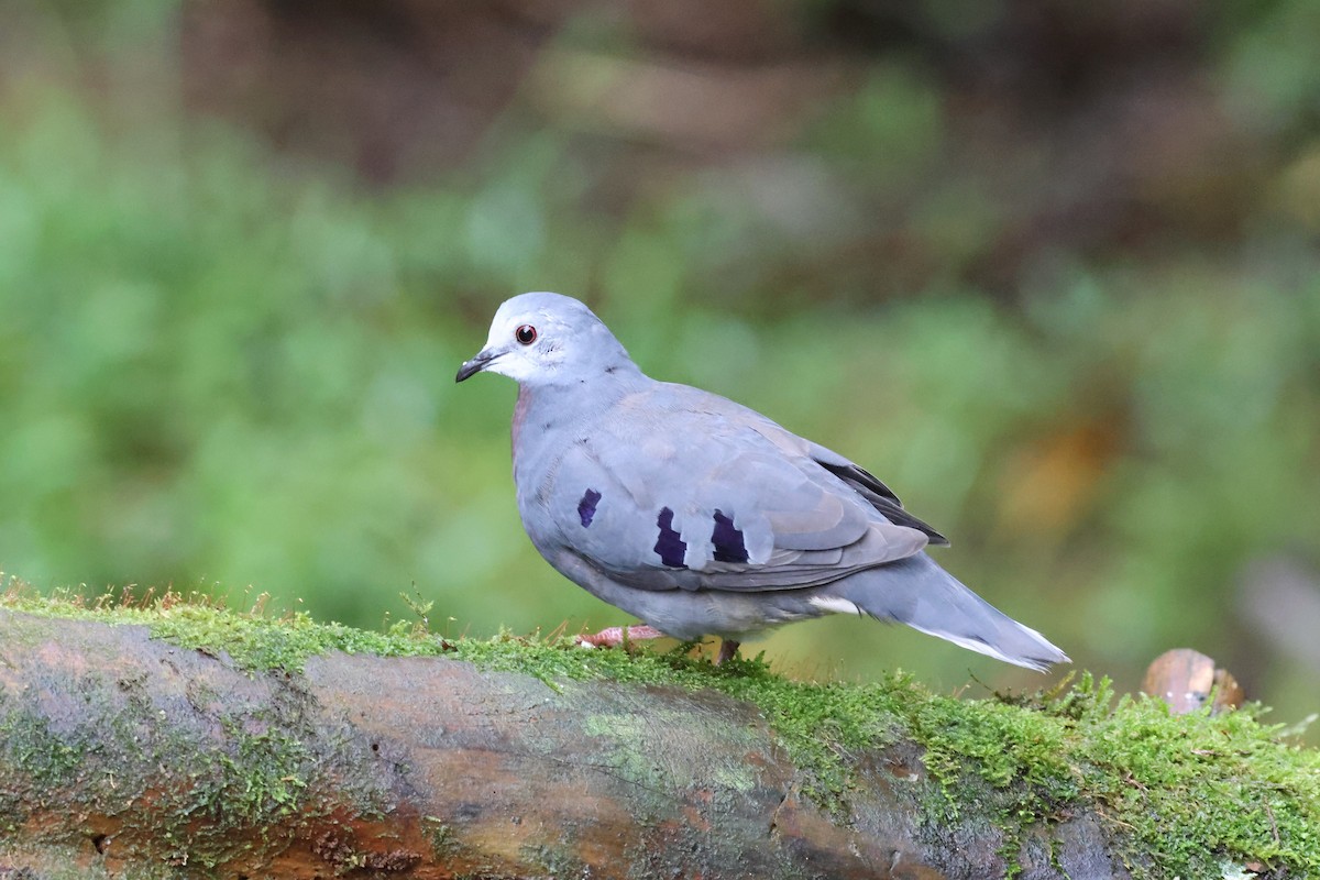 Mondetourtäubchen - ML645729785