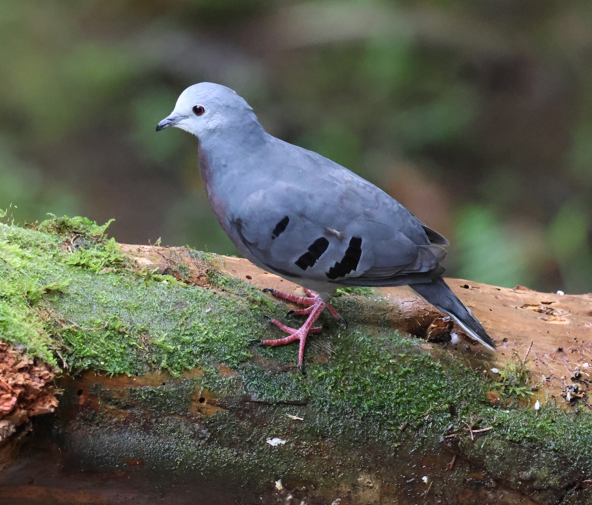 Mondetourtäubchen - ML645729786