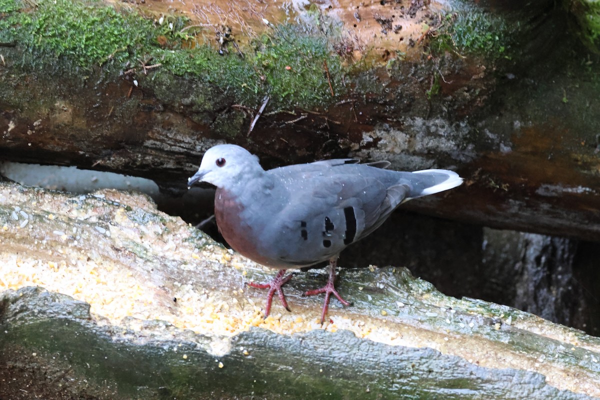 Mondetourtäubchen - ML645729787