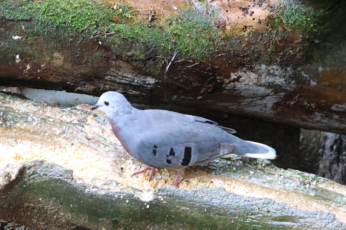 Mondetourtäubchen - ML645729788